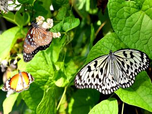 Butterfly Farm